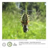 Фотовыставка  «Восьминогие охотники  окрестностей Золотого озера»