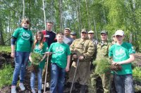 "Посади свой кедр!"