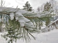 Жизнь заповедного кордона. Зимние обходы. Основная часть озера в окрестностях кордона замёрзла.