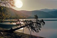 Слово о Сосне Поклонной.