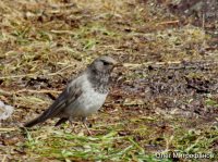 ОРНИТОЛОГИЧЕСКИЕ НОВОСТИ С УЧЕТНОГО МАРШРУТА НА ЯЙЛИНСКОЙ ТЕРРАСЕ И НЕ ТОЛЬКО. Март 2018