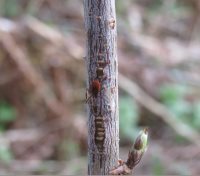 Внимание, клещ!