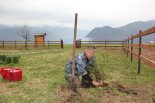 Посадка саженцев кедра у памятника Победы, Яйлю, 07.05.2015г Фото Е. Веселовский