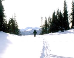Winter mammal route census underway at the Altaiskiy Reserve 