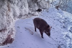 Кабаны. Потомки древней фауны доледникового периода.