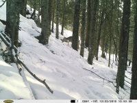 Окно в заповедную природу. Кто бродит в Алтайском заповеднике зимой? Часть1. Косули.