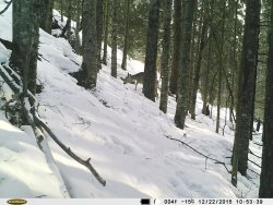 Окно в заповедную природу. Кто бродит в Алтайском заповеднике зимой? Часть1. Косули.