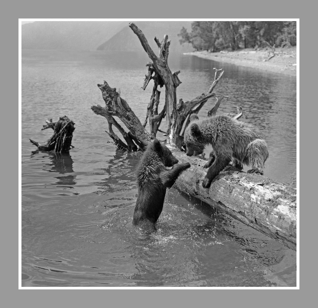 Ведмедики (Яйлю,1994)