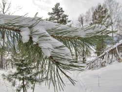 Зимние обходы. Основная часть озера в окрестностях кордона замёрзла.