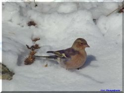 ОРНИТОЛОГИЧЕСКИЕ НОВОСТИ С УЧЕТНОГО МАРШРУТА НА ЯЙЛИНСКОЙ ТЕРРАСЕ И НЕ ТОЛЬКО  Выпуск №14