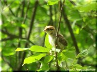 Заметки орнитолога. ОРНИТОЛОГИЧЕСКИЕ НОВОСТИ С УЧЕТНОГО МАРШРУТА НА ЯЙЛИНСКОЙ ТЕРРАСЕ И НЕ ТОЛЬКО. Выпуск 6. 2017.