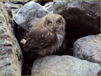 3 марта - Всемирный день дикой природы!