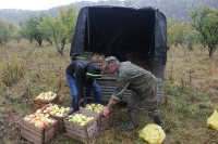 Собери яблоки – подари витамины детям