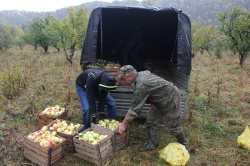 Собери яблоки – подари витамины детям