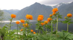 Жизнь заповедного кордона Байгазан. Чудо-цветы Алтайского заповедника.