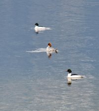 Жизнь заповедного кордона. На кордоне Кокши, в апреле 2017 года.