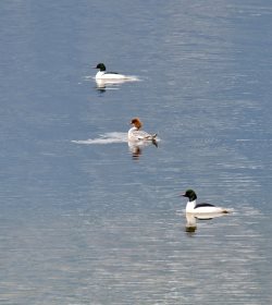 Жизнь заповедного кордона. На кордоне Кокши, в апреле 2017 года.