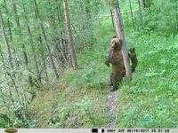 Заметки териолога. Медведи снова стали героями серии снимков