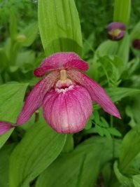 В Алтайском заповеднике зацвёл один из самых изящных и необыкновенных цветов Сибири