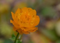 В Алтайском заповеднике вновь зацвели огоньки