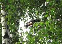 Розовый скворец в Алтайском заповеднике