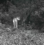 А. Позняков. Страницы истории заповедника.