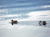 ОРНИТОЛОГИЧЕСКИЕ НОВОСТИ С УЧЕТНОГО МАРШРУТА НА ЯЙЛИНСКОЙ ТЕРРАСЕ И НЕ ТОЛЬКО. Май 2019