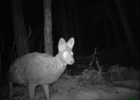 Возбуждено уголовное дело за незаконную охоту в Алтайском заповеднике