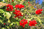 Viburnum opulus L. - Калина обыкновенная (К. красная). Фото А. Лотова