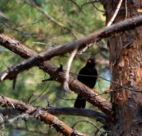 В Алтайском заповеднике на весеннем пролете впервые встречен черный дрозд Turdus merula