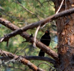 В Алтайском заповеднике на весеннем пролете впервые встречен черный дрозд Turdus merula