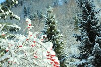  Жизнь заповедного кордона. Начало зимы в окрестностях кордона Караташ