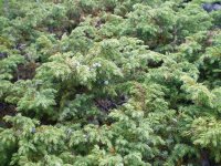 БАЙЛУ АРЧЫН АГАЖЫМ. (Священное растение можжевельник) 