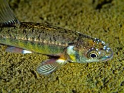 Стаи из нескольких тысяч гольянов на несколько недель обосновались в акватории посёлка Яйлю