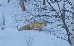 Кто приходит в гости к нам?