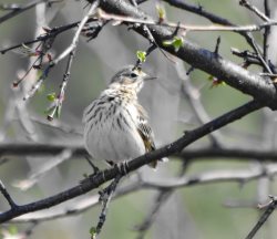 ОРНИТОЛОГИЧЕСКИЕ НОВОСТИ С УЧЕТНОГО МАРШРУТА НА ЯЙЛИНСКОЙ ТЕРРАСЕ И НЕ ТОЛЬКО. Май 2023