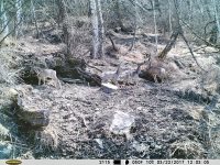Заметки териолога. Последние новости с фотоловушек Алтайского заповедника.