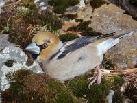 ОРНИТОЛОГИЧЕСКИЕ НОВОСТИ С УЧЕТНОГО МАРШРУТА НА ЯЙЛИНСКОЙ ТЕРРАСЕ И НЕ ТОЛЬКО. Выпуск 2. 2017