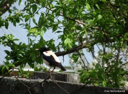 ОРНИТОЛОГИЧЕСКИЕ НОВОСТИ С УЧЕТНОГО МАРШРУТА НА ЯЙЛИНСКОЙ ТЕРРАСЕ И НЕ ТОЛЬКО. Июнь 2018
