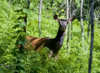  22 мая - международный день биологического разнообразия. 