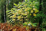 Орех маньчжурский. Juglans mandshurica Maxim. - Фото А. Лотов