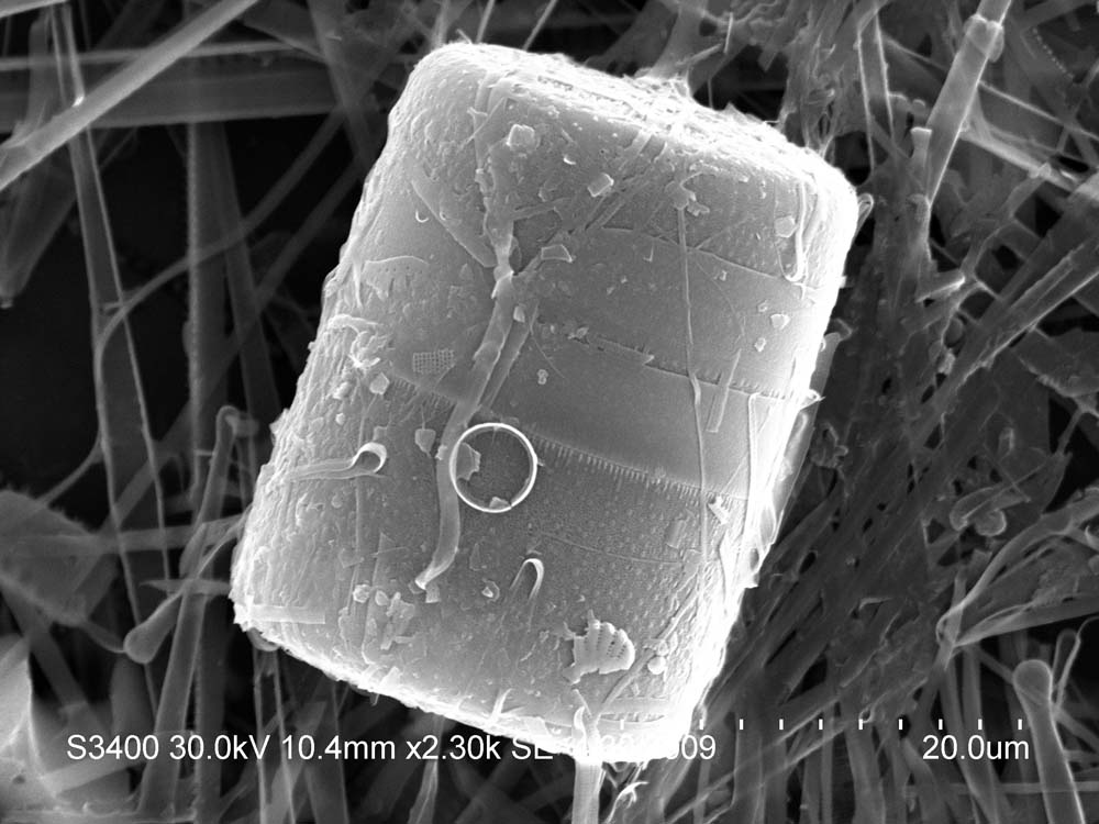 О редких видах водорослей Телецкого озера.