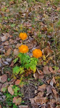 Цветы запоздалые… Вторичное цветение растений в Алтайском заповеднике.