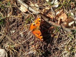 Заметки фенолога. Весеннее пробуждение