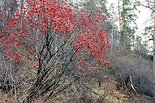 Viburnum opulus L. - Калина обыкновенная (К. красная). Фото А. Лотова