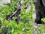 Береза круглолистная. Betula rotundifolia. Фото М. Сахневич