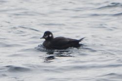 ОРНИТОЛОГИЧЕСКИЕ НОВОСТИ С УЧЕТНОГО МАРШРУТА НА ЯЙЛИНСКОЙ ТЕРРАСЕ И НЕ ТОЛЬКО. Март 2023