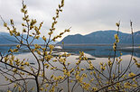 Ива росистая, Salix rorida Laksch. Фото А. Лотов