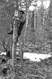 26. Орнитолог Виктор Воробьёв приколачивает синичник. 1960. Д. Житенёв