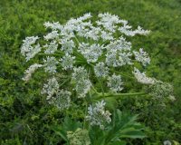 Борщевик рассечённый